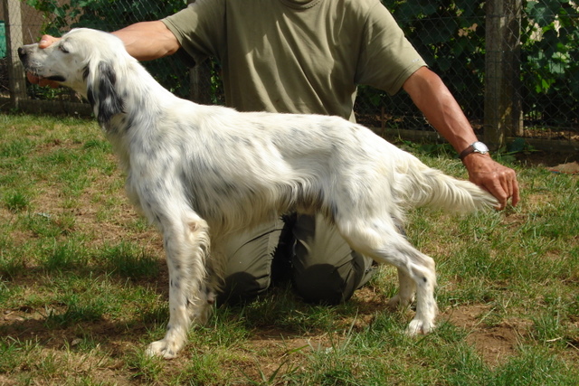 CH. Bob des bruyeres aux longs becs